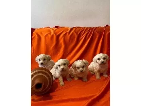 Minik Maltipoo Bebeklerimiz