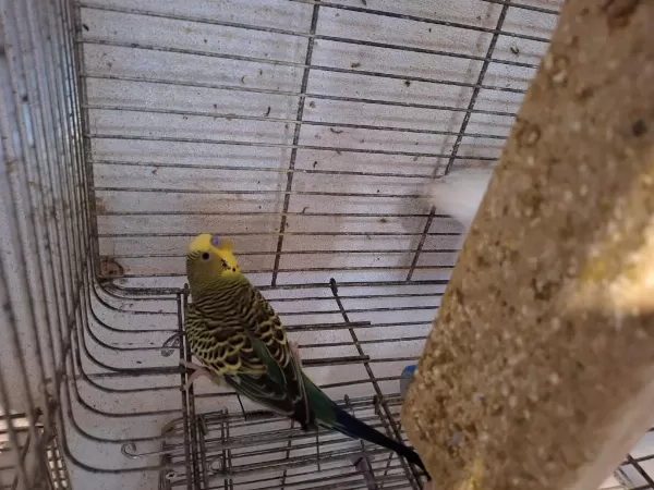 Harika Yetişkin Muhabbet