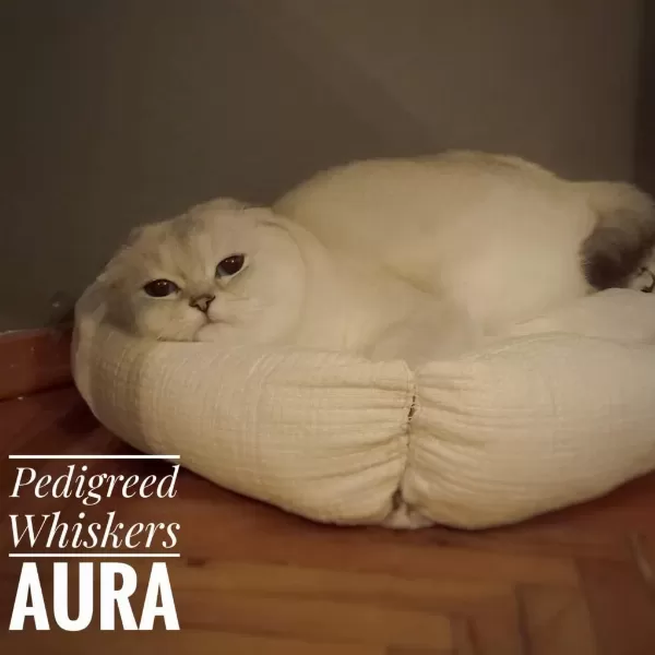 Ömürlük Yuva Ariyor Kedilerimiz