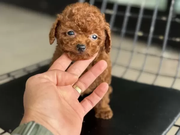 Show Kalite Tea Cup Kore Poodle Ziyarete Açık