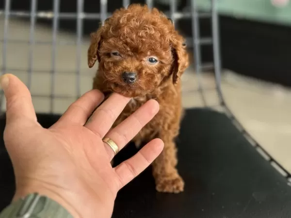 Show Kalite Tea Cup Kore Poodle Ziyarete Açık