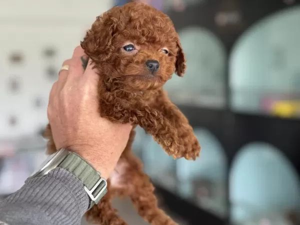 Show Kalite Tea Cup Kore Poodle Ziyarete Açık