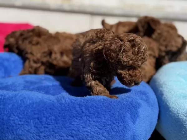 Ankarada Ziyarete Açık 10 Adet Toy Poodle Yavrularımız