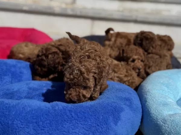 Ankarada Ziyarete Açık 10 Adet Toy Poodle Yavrularımız