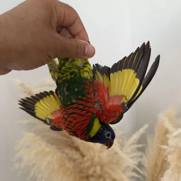 Harika Lori Papağani Yavru