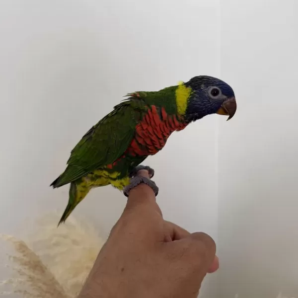 Harika Lori Papağani Yavru