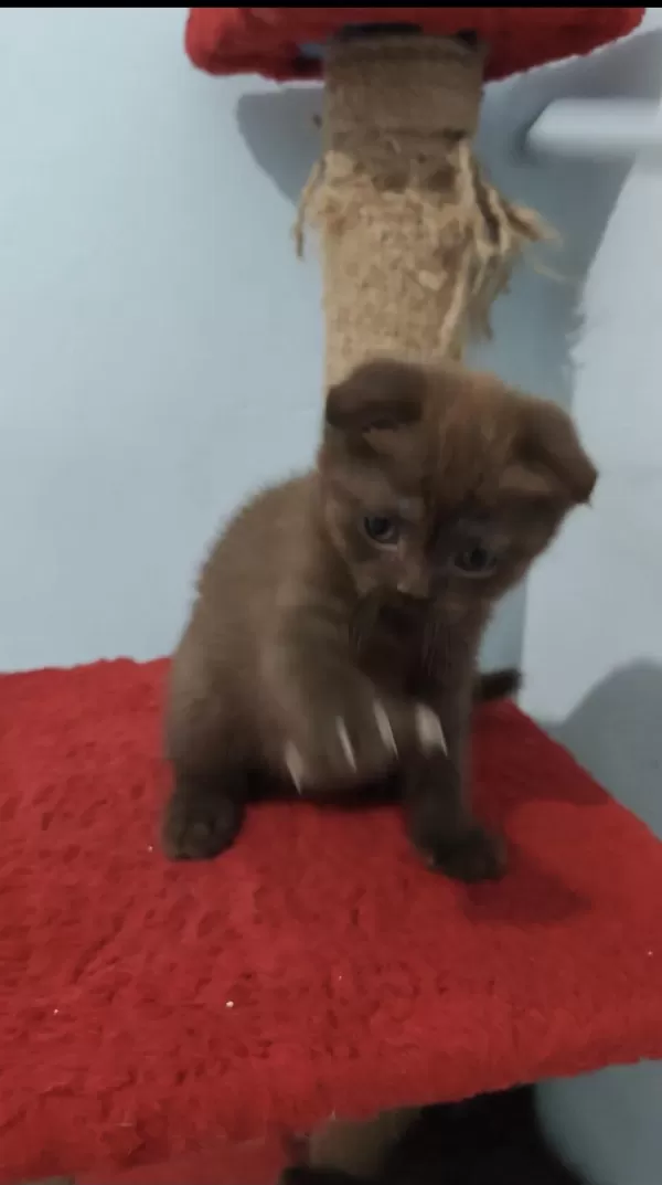 Scottish Fold Çikolata