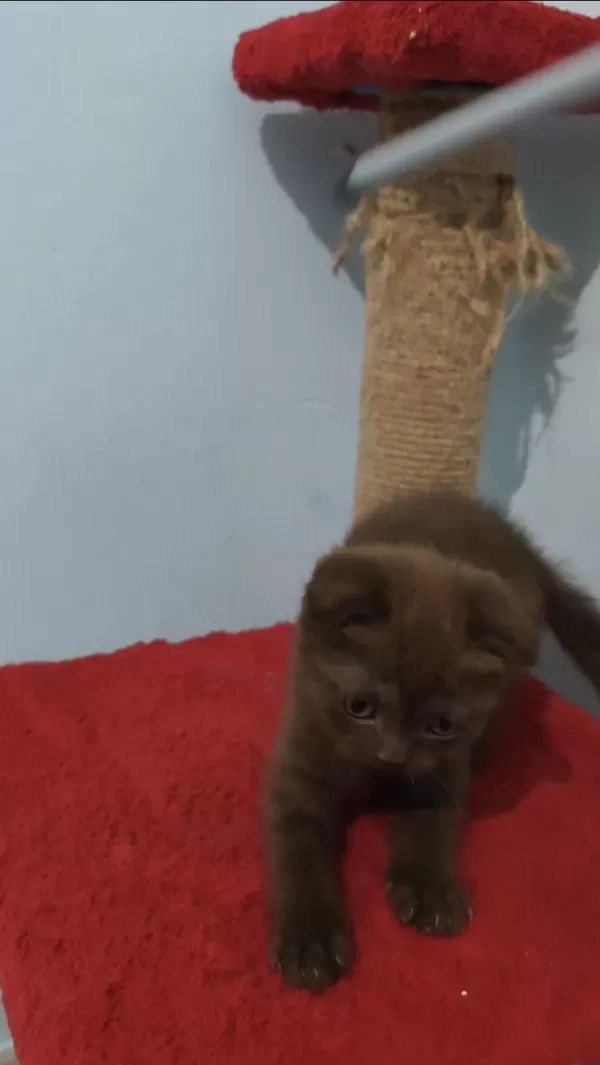 Scottish Fold Çikolata