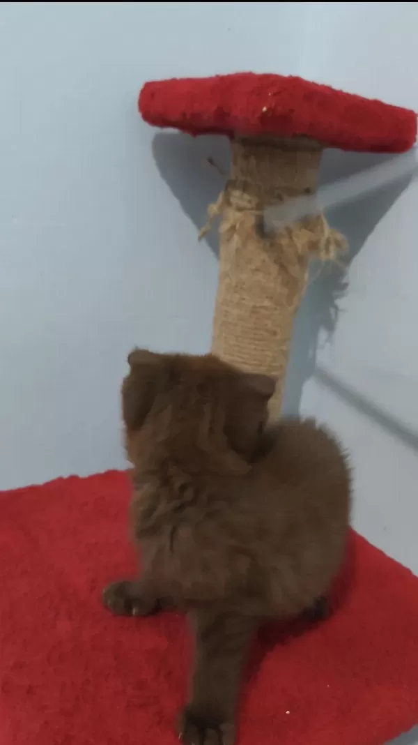 Scottish Fold Çikolata