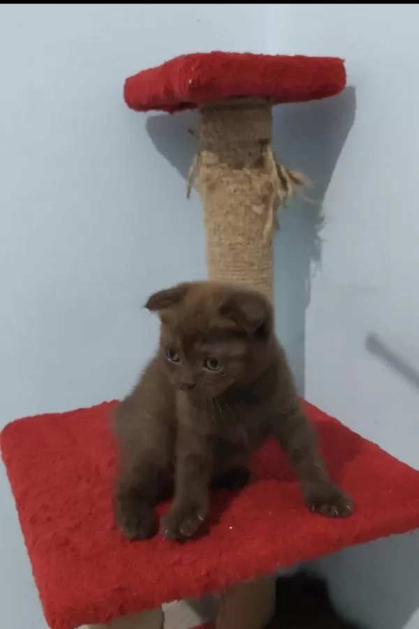 Scottish Fold Çikolata
