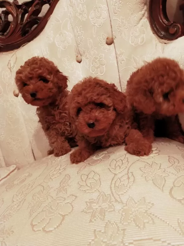 Petmode Köpek Çiftliğinde Ziyarete Açık Kore Toy Poodle