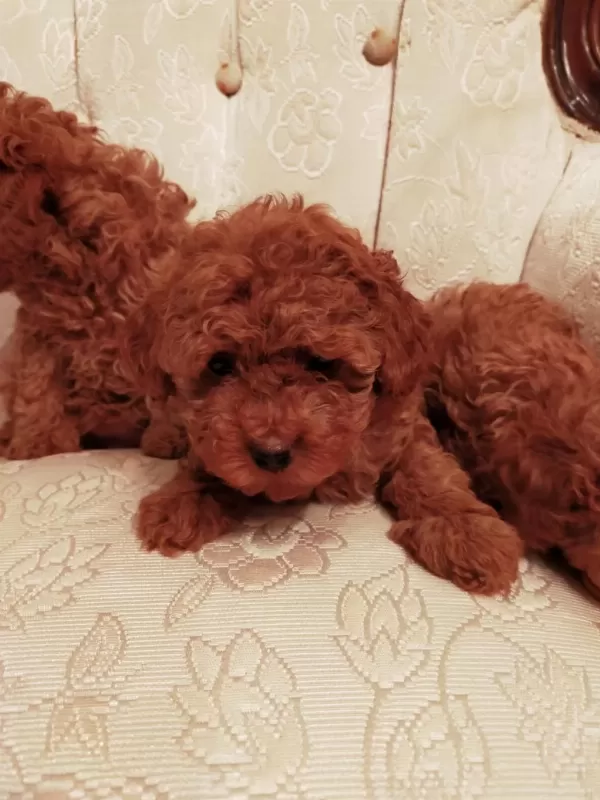 Petmode Köpek Çiftliğinde Ziyarete Açık Kore Toy Poodle