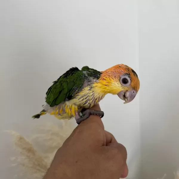 Bebek Kayik Papağani Portakal Kafa