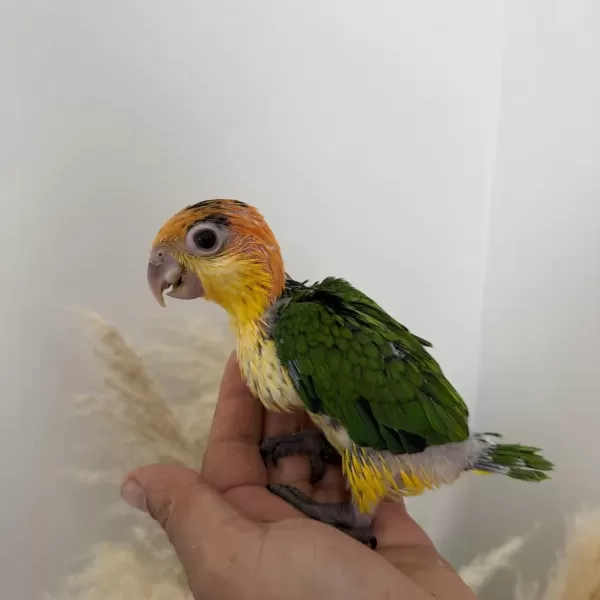 Bebek Kayik Papağani Portakal Kafa