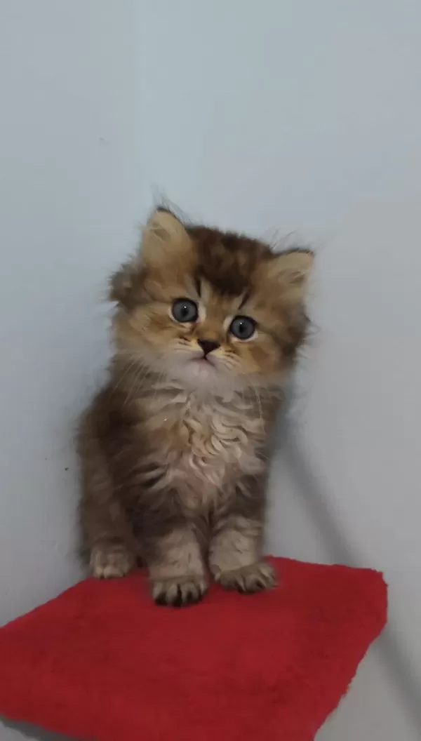 British Longhair Golden