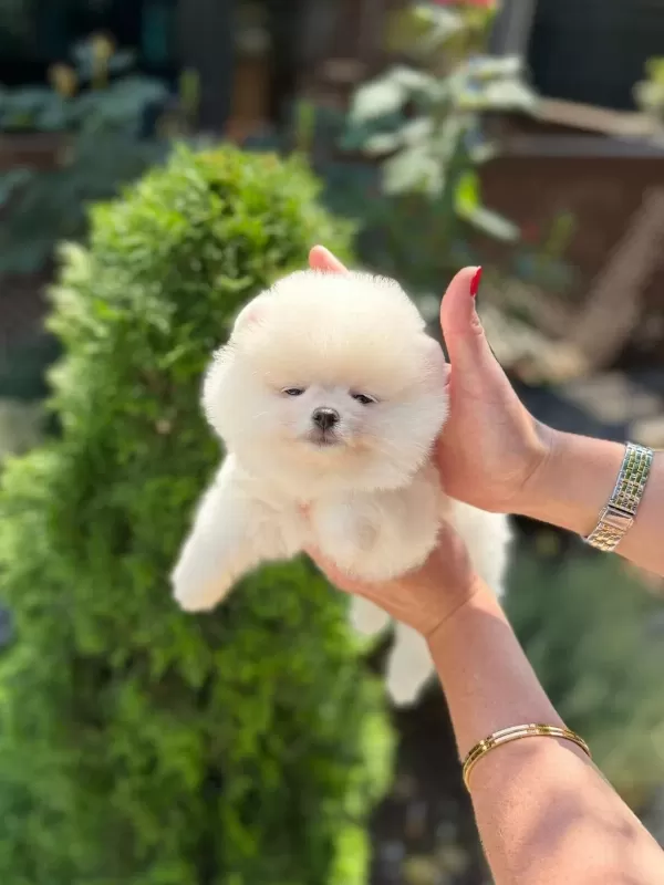 Ankaranın Tek Pet Danışmanlığı