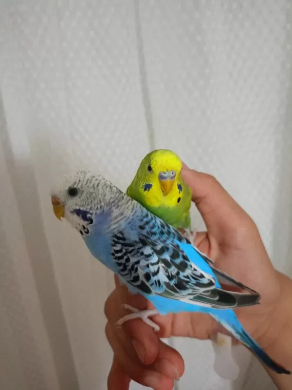 Evcil Muhabbet Kuşu Çifti