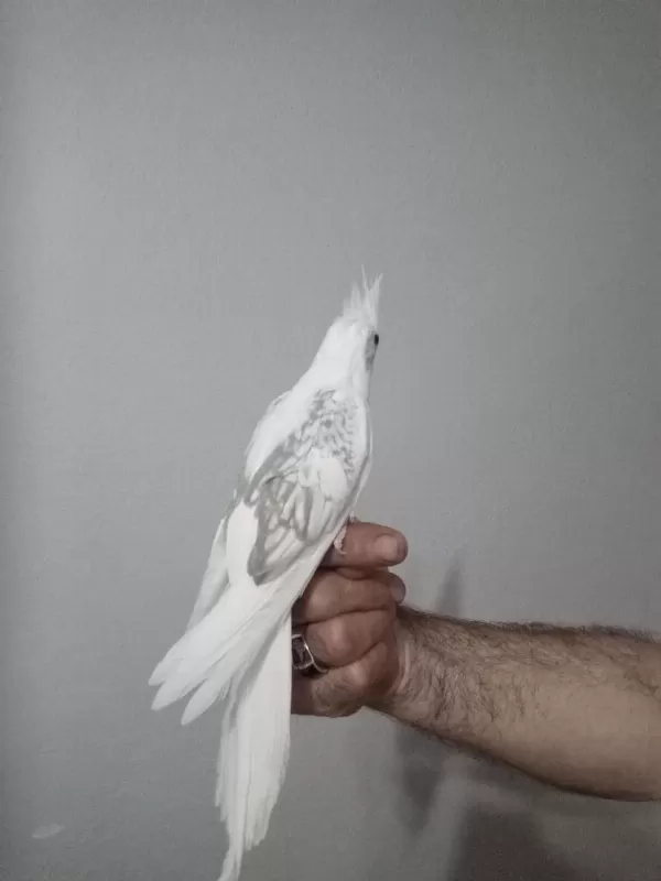 Full Evcil Sultan Yavrular