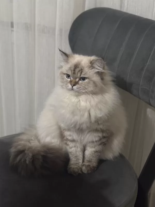 British Longhair Badem Kizimiza Yeni Yuva Ariyoruz
