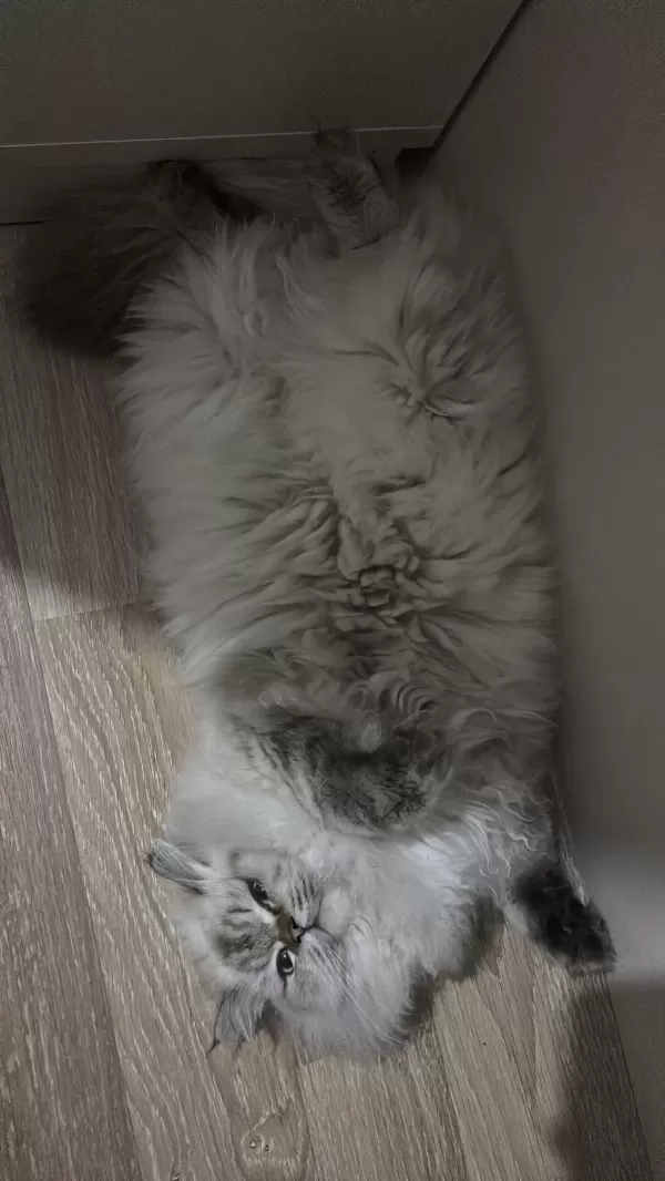 British Longhair Badem Kizimiza Yeni Yuva Ariyoruz