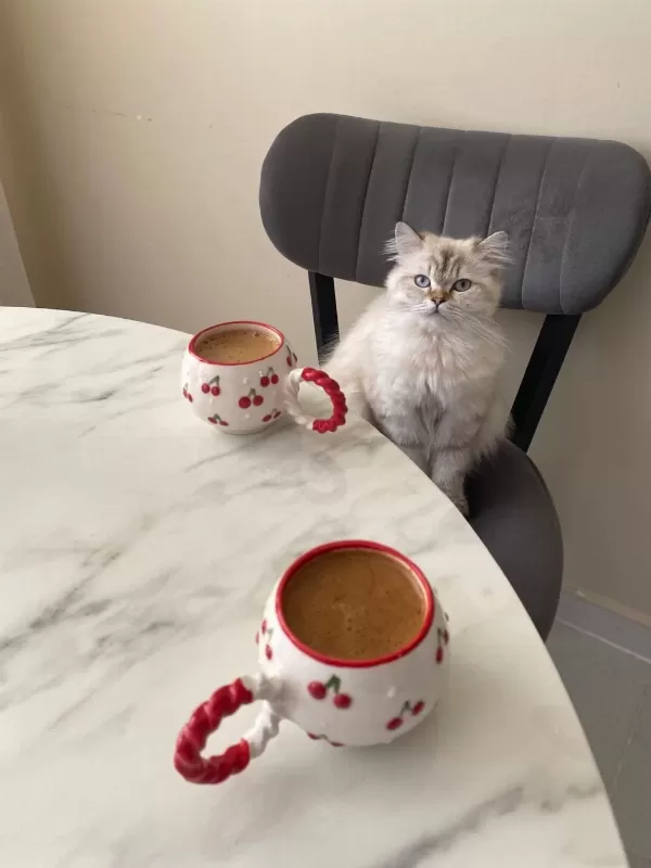 British Longhair Badem Kizimiza Yeni Yuva Ariyoruz