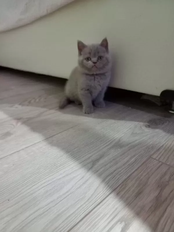 Lilac Dişi British Shorthair Yavrular