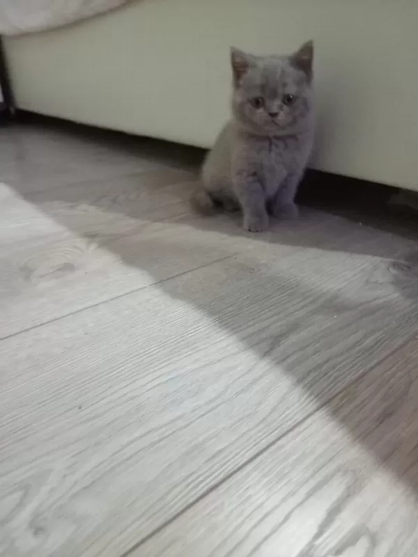 Lilac Dişi British Shorthair Yavrular