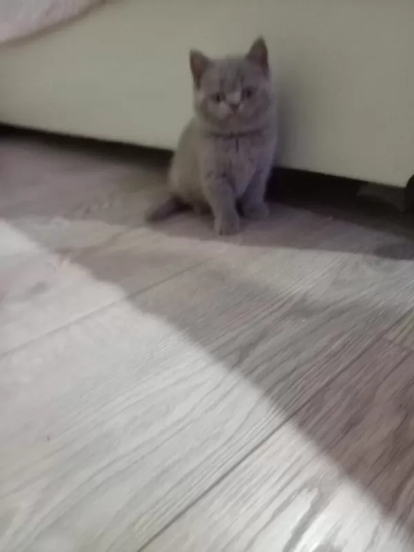 Lilac Dişi British Shorthair Yavrular