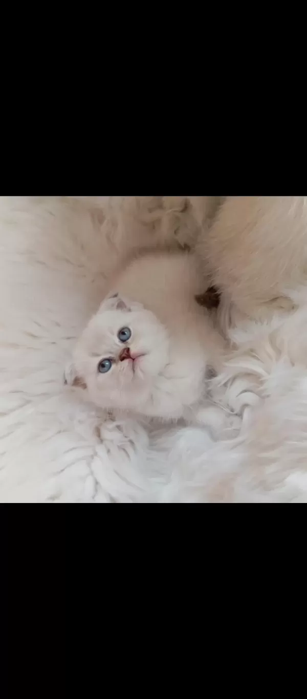 Scottish Fold Blue Point