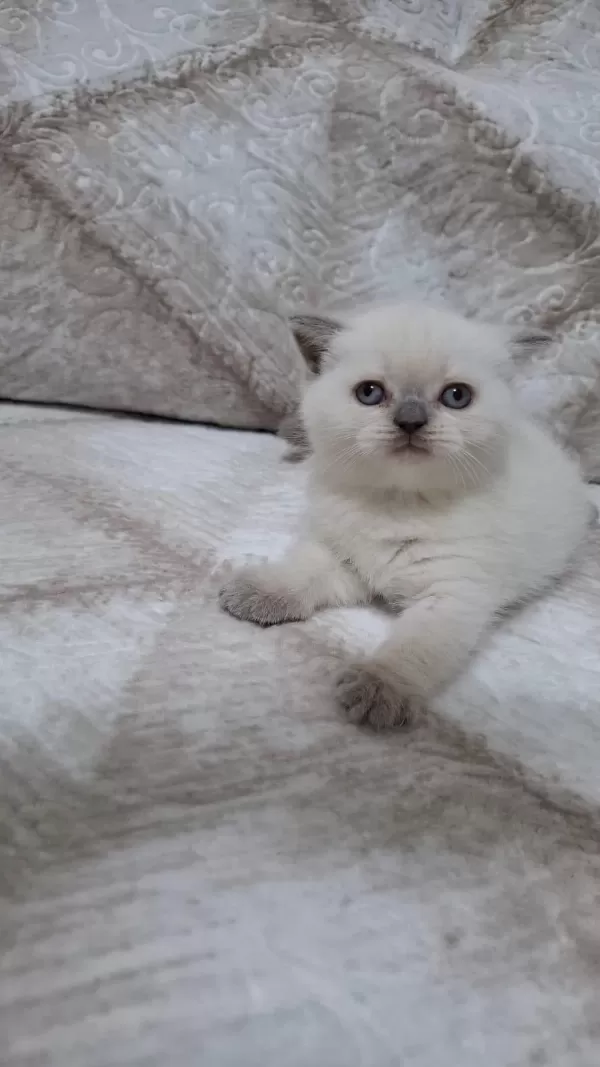 British Shorthair Yavru Kedimiz