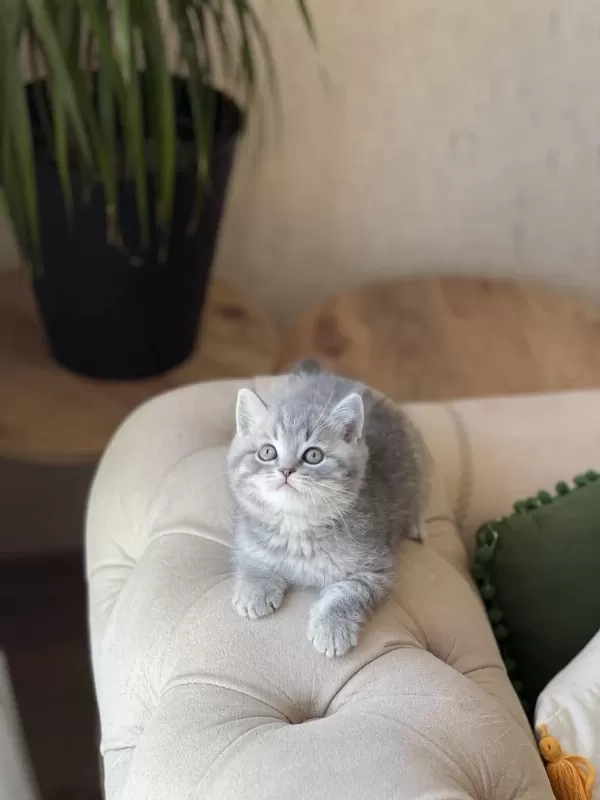 Ayi Surat British Shorthair Yavrum