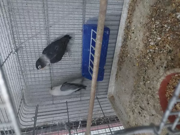 Dişi Cennet Papağanlar