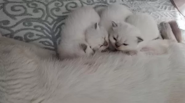 British Shorthair Yavrumuz
