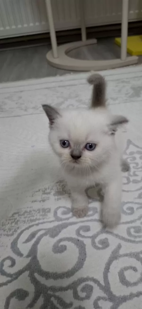 British Shorthair Yavrumuz