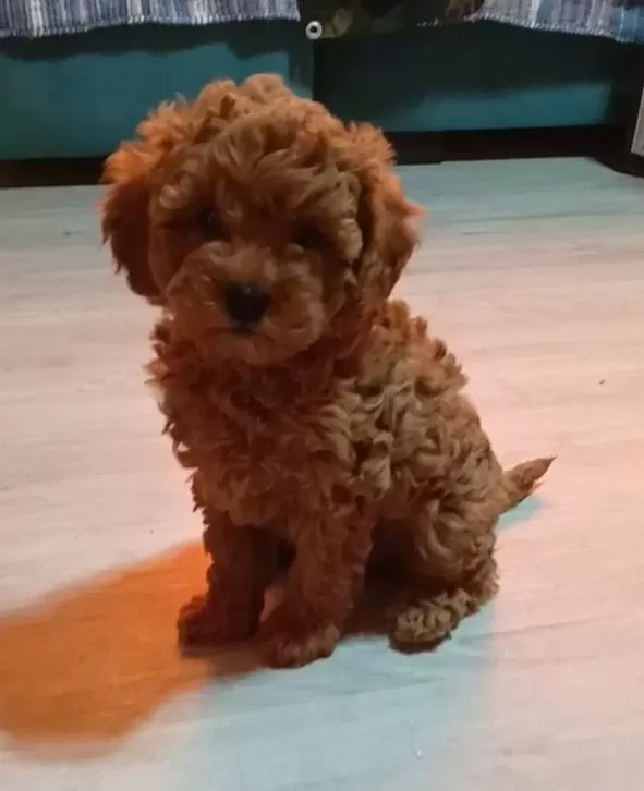 Anne Altından Orjinal Poodle Bebekler