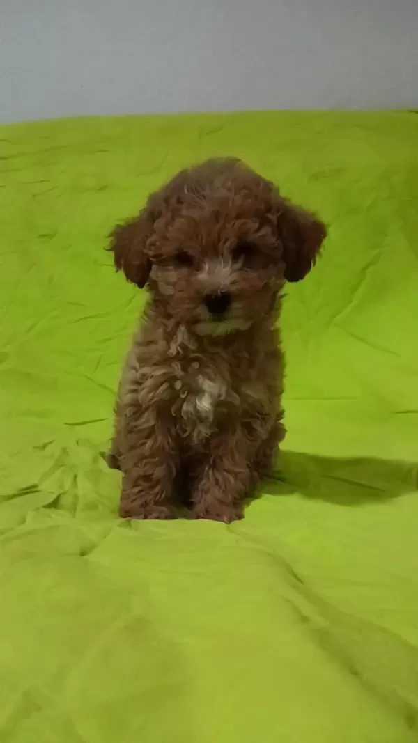 Anne Altından Orjinal Poodle Bebekler