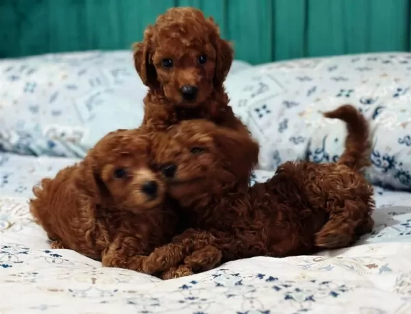 Anne Altından Orjinal Poodle Bebekler