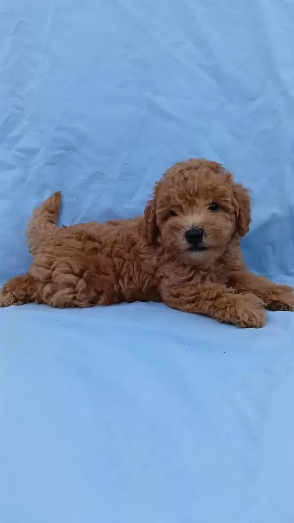 Anne Altından Orjinal Poodle Bebekler