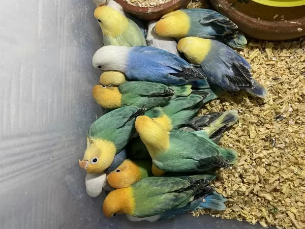Cennet Papağani Yavru (üst Mutasyon)