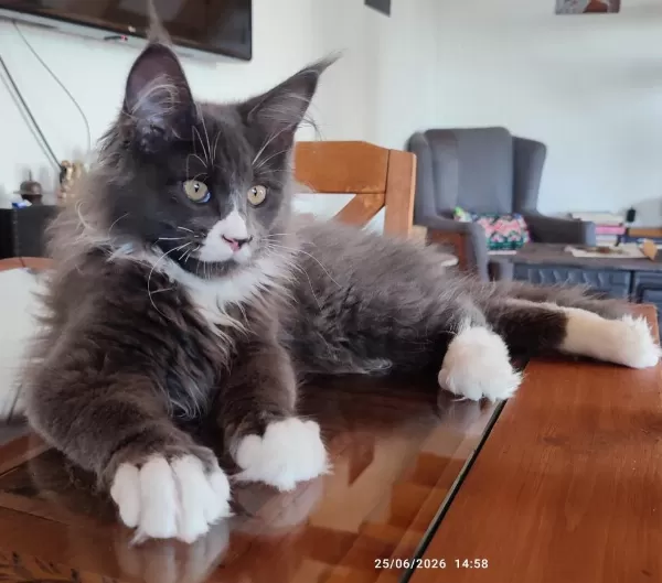 Safkan Şecereli Geleceğin Şampiyon Adayı Maine Coon
