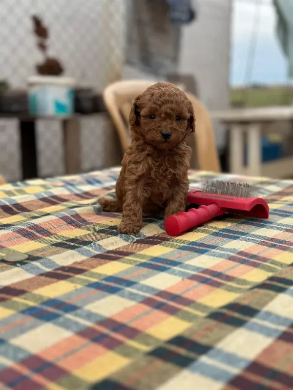 Kore Toy Poodle Yavrular