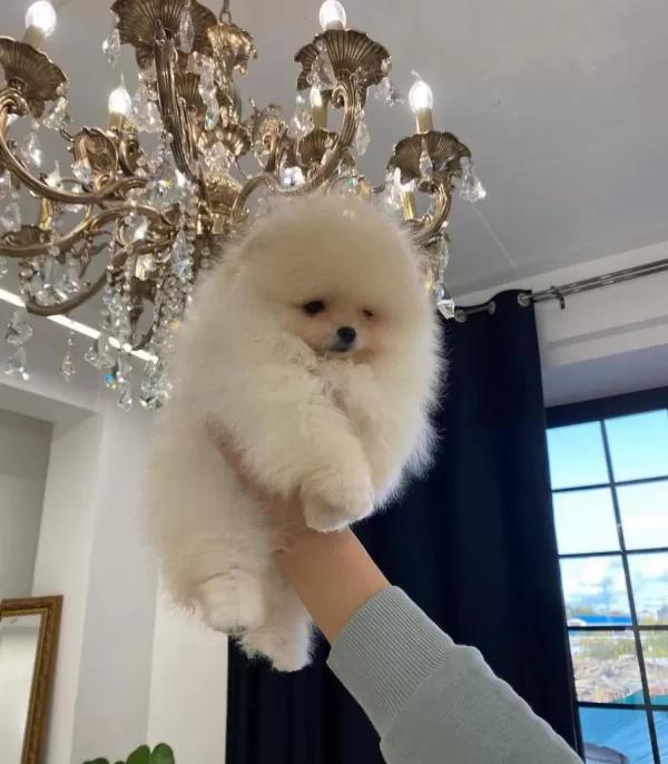 Pomeranian Boo Yavrular