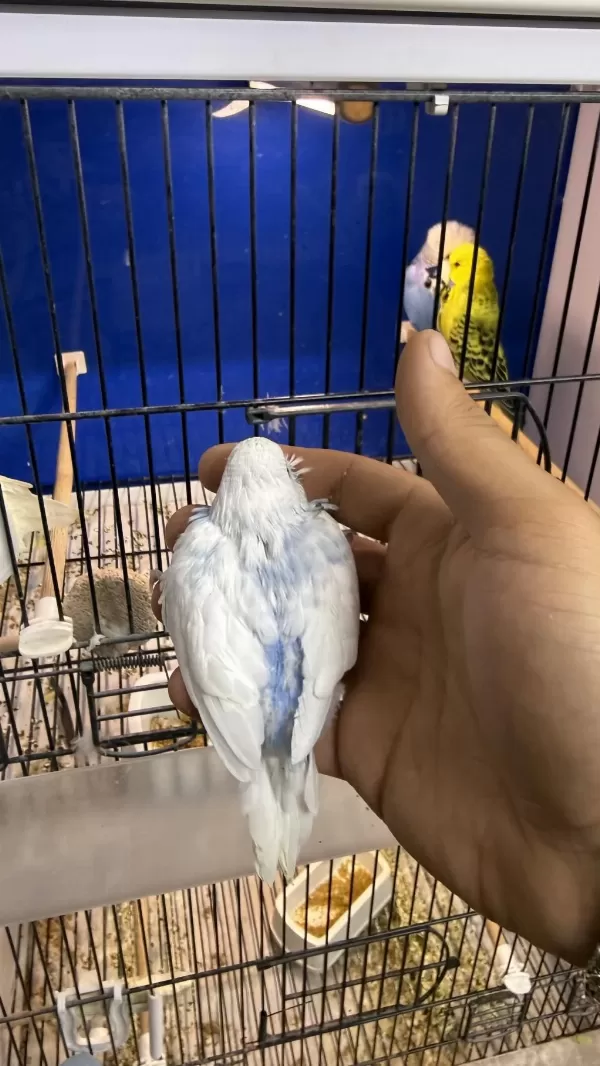 Yeni Yeme Düşmüş İri Çek Muhabbet Kuşu Yavrular