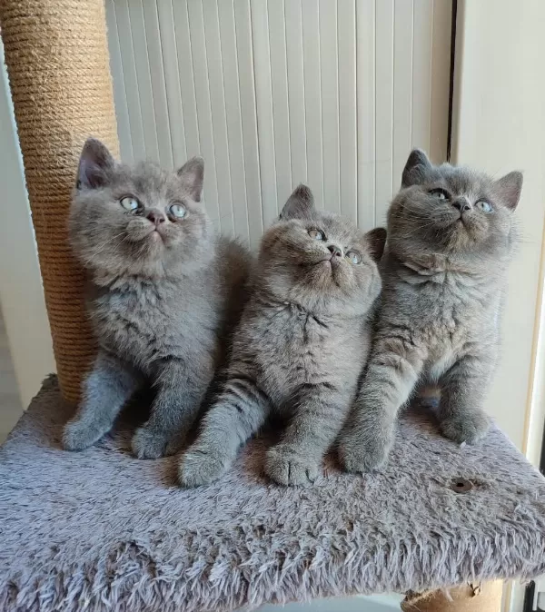 Peluş Tüylü British Shorthair Yavrularımız