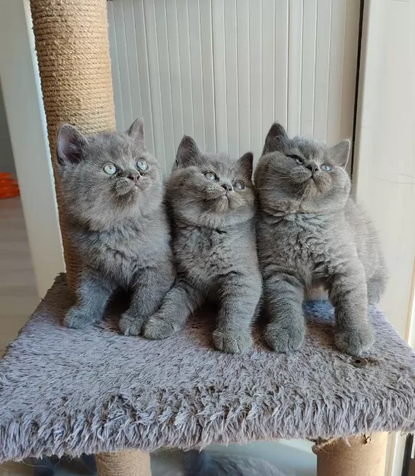 Peluş Tüylü British Shorthair Yavrularımız