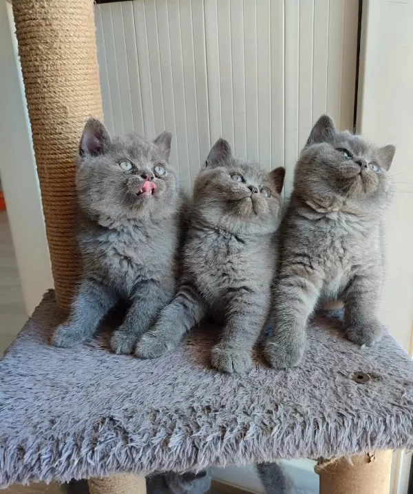Peluş Tüylü British Shorthair Yavrularımız