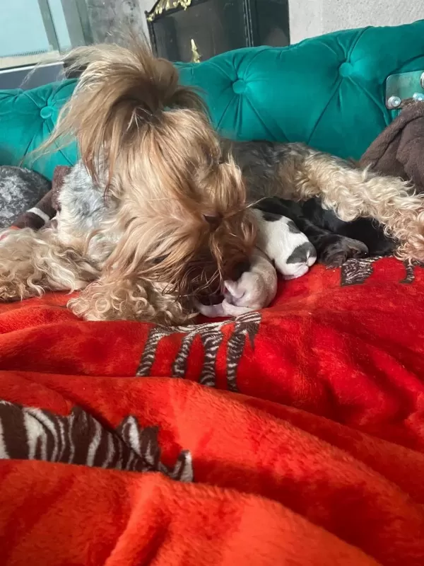 Petmode Köpek Çiftliğinden Show Kalite Morkie Yavrular