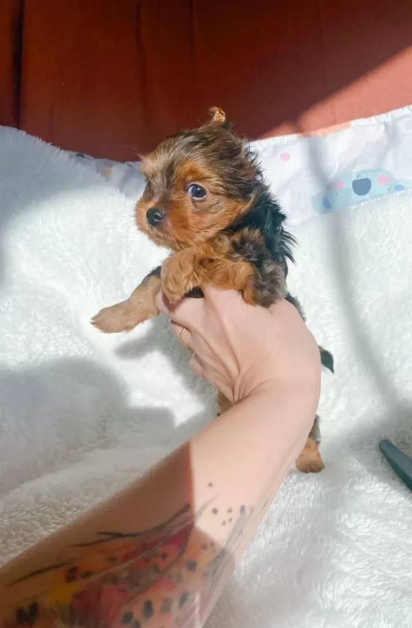 Petmode Köpek Çiftliğinden Show Kalite Morkie Yavrular