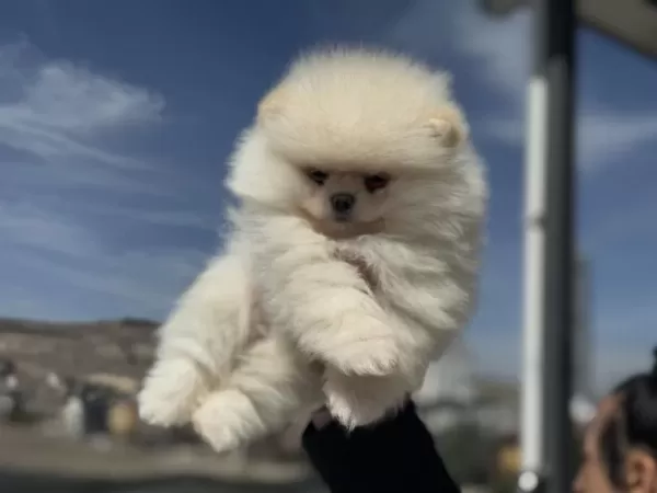 Petmode Köpek Çiftliğinden Teddy Face Pomeranian