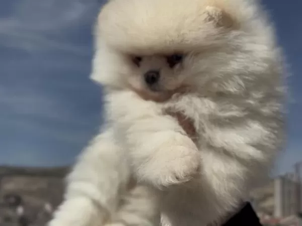 Petmode Köpek Çiftliğinden Teddy Face Pomeranian